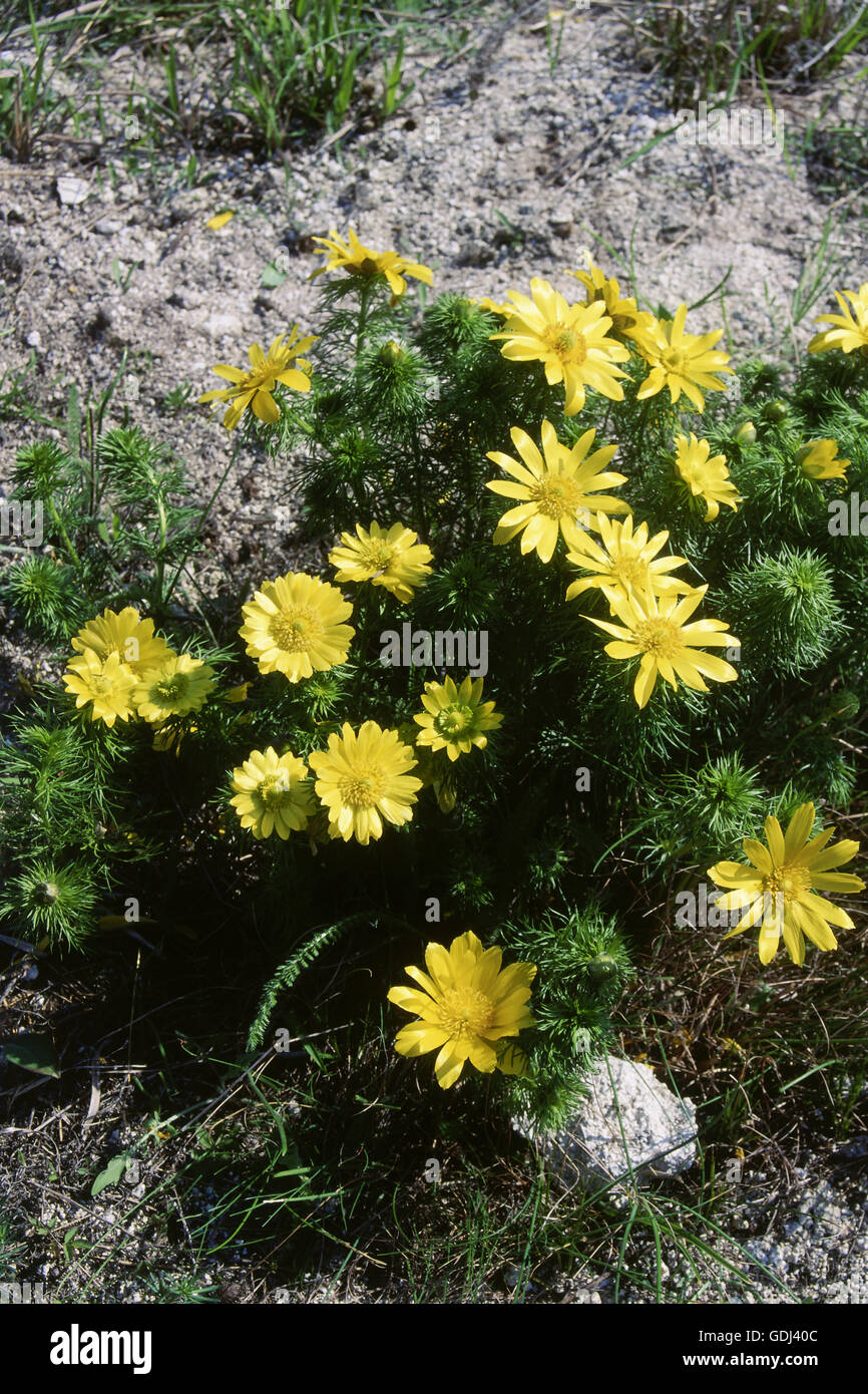 botany, Adonis, pheasant`s eye, (Adonis vernalis), flowers, blooming, yellow flowering, growing, on ground, Stock Photo